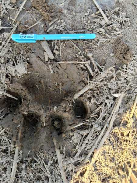 Pug mark of a tiger. (Special Arrangement)