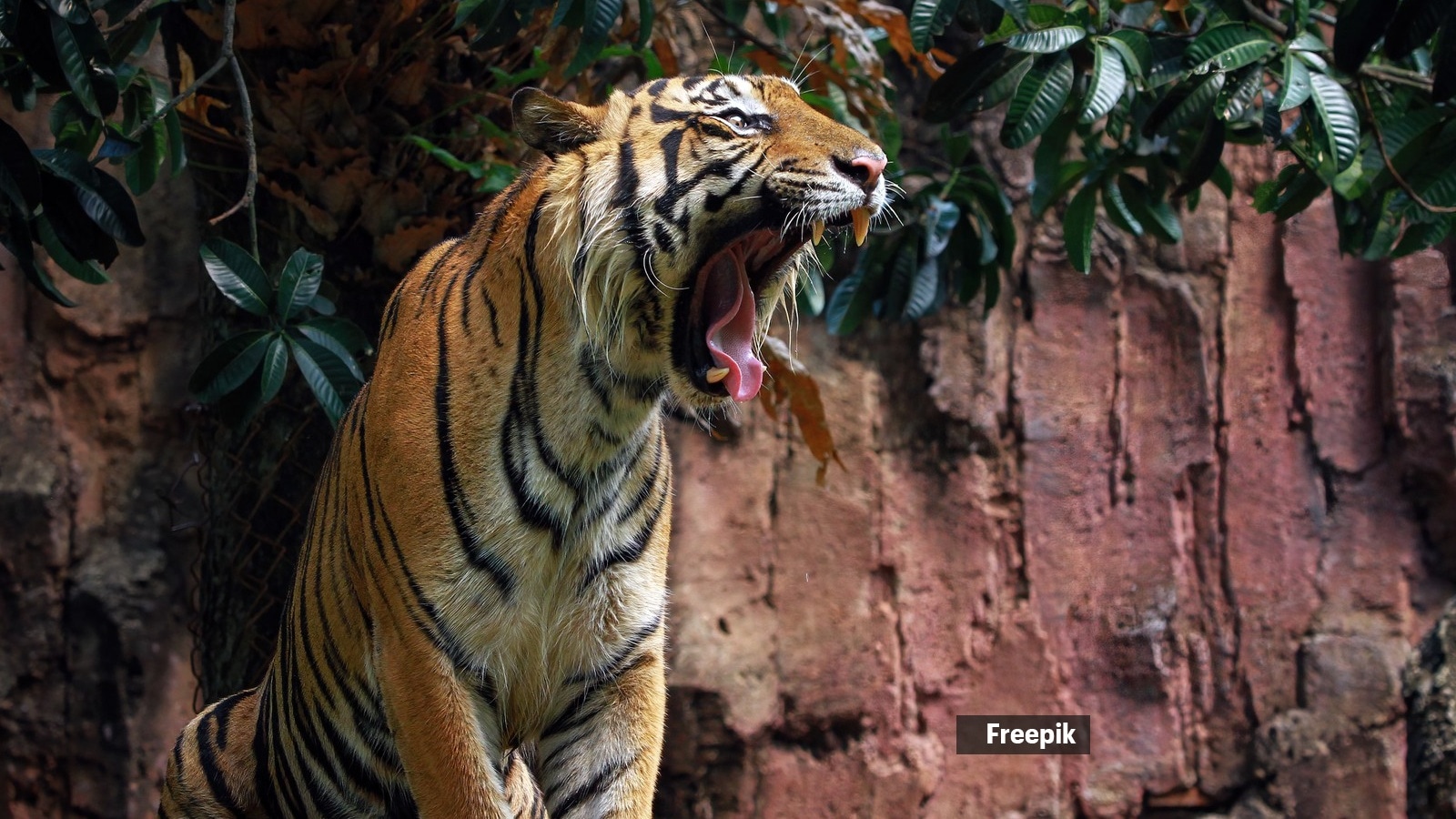 tiger