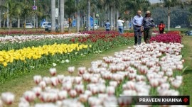 tulip festival