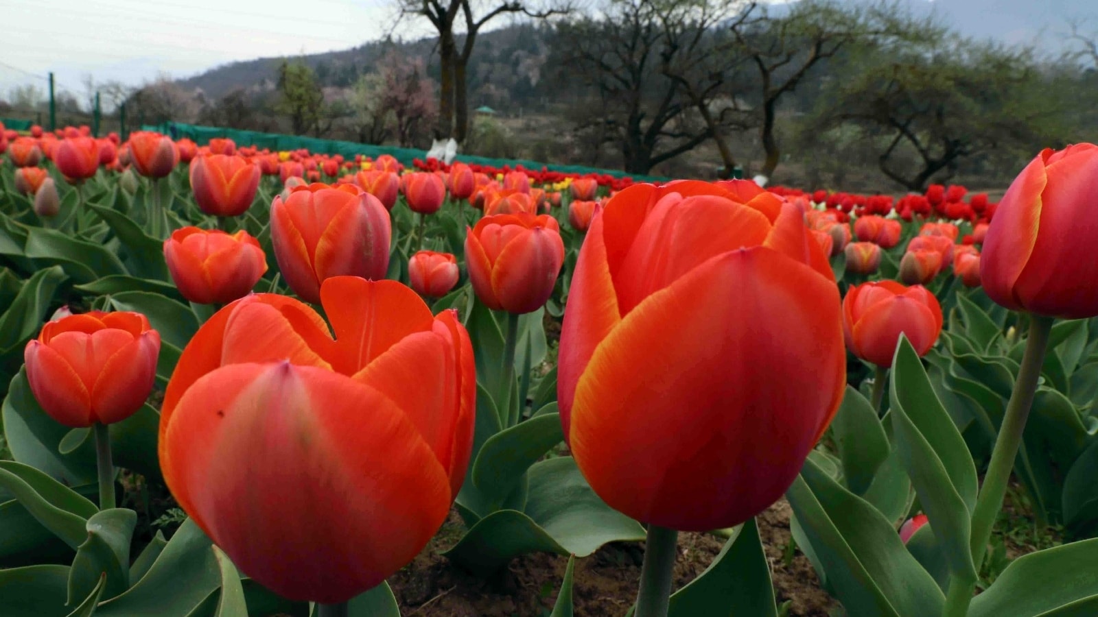 Kashmir defies nature: Tulips bloom in December for first time, months ahead of spring