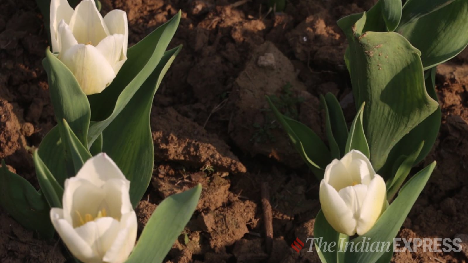 Tulips Bloom Again at Shanti Path, Delhi's Spring Spectacle Returns