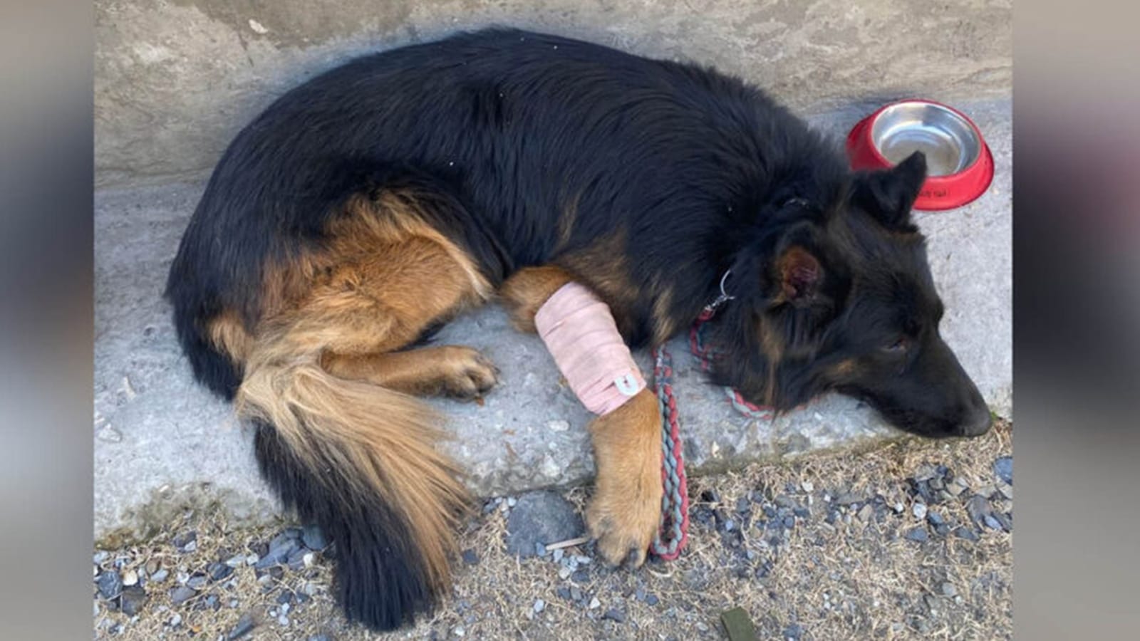 Army sniffer dog Tyson suffered 1st bullet injury in Kishtwar encounter, but kept going, helping forces find 3 hiding terrorists