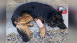 Army sniffer dog Tyson suffered 1st bullet injury in Kishtwar encounter, but kept going, helping forces find 3 hiding terrorists