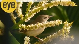 The Blyth's Reed Warbler is a migratory species, only found in India during winter