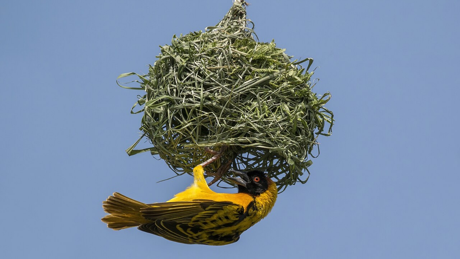 Black-headed weaver