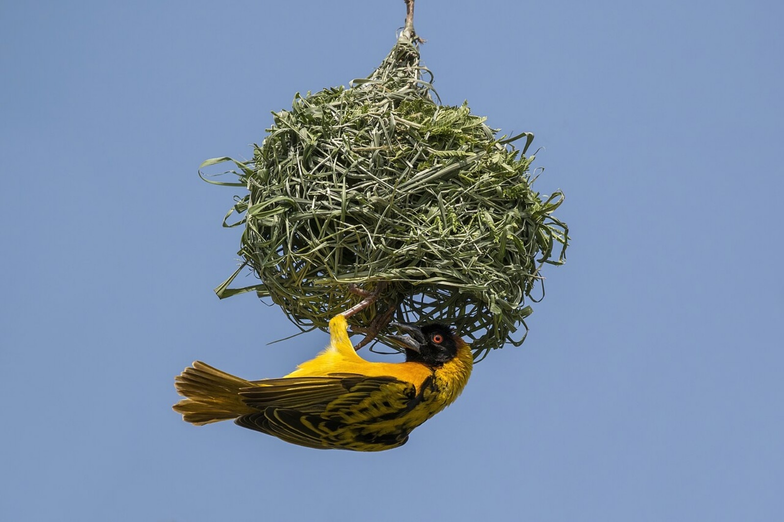 weaver bird