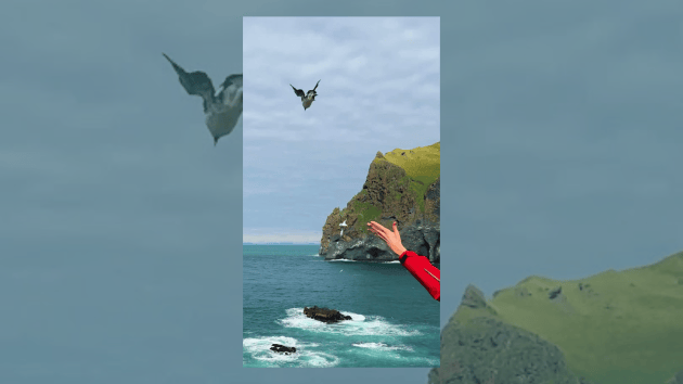 birds