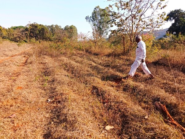 An uncultivated farm land in Mandur village in Sangli. (Express Photo)