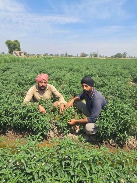 Farmer Jaswant Singh (left) and Tarsem Singh working in their field at village Bhundar Bhaini in Sangrur. (Express Photo)
