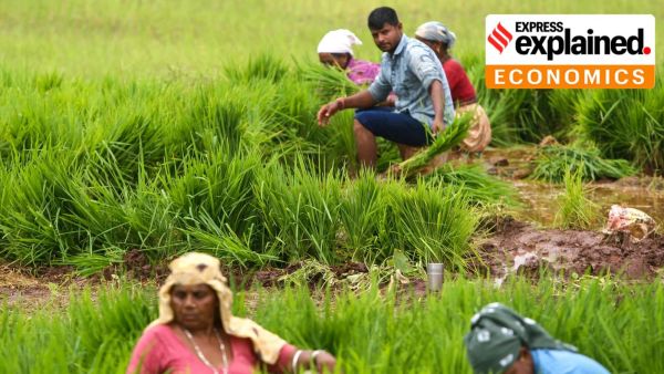 Farmers sowing paddy in a rural area near Dediapada in Gujarat on Saturday. Express photo by Bhupendra Rana