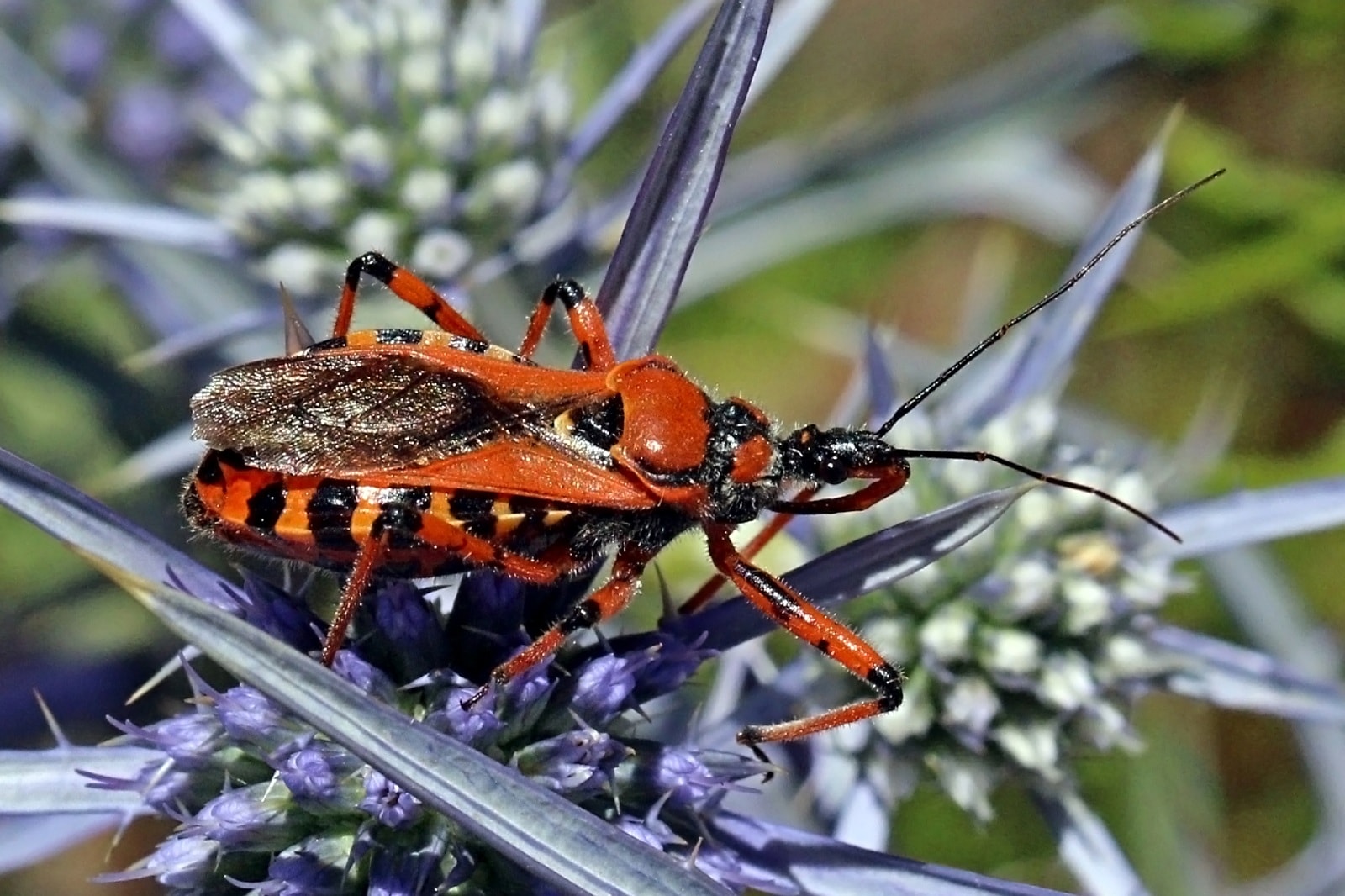 assassin bug