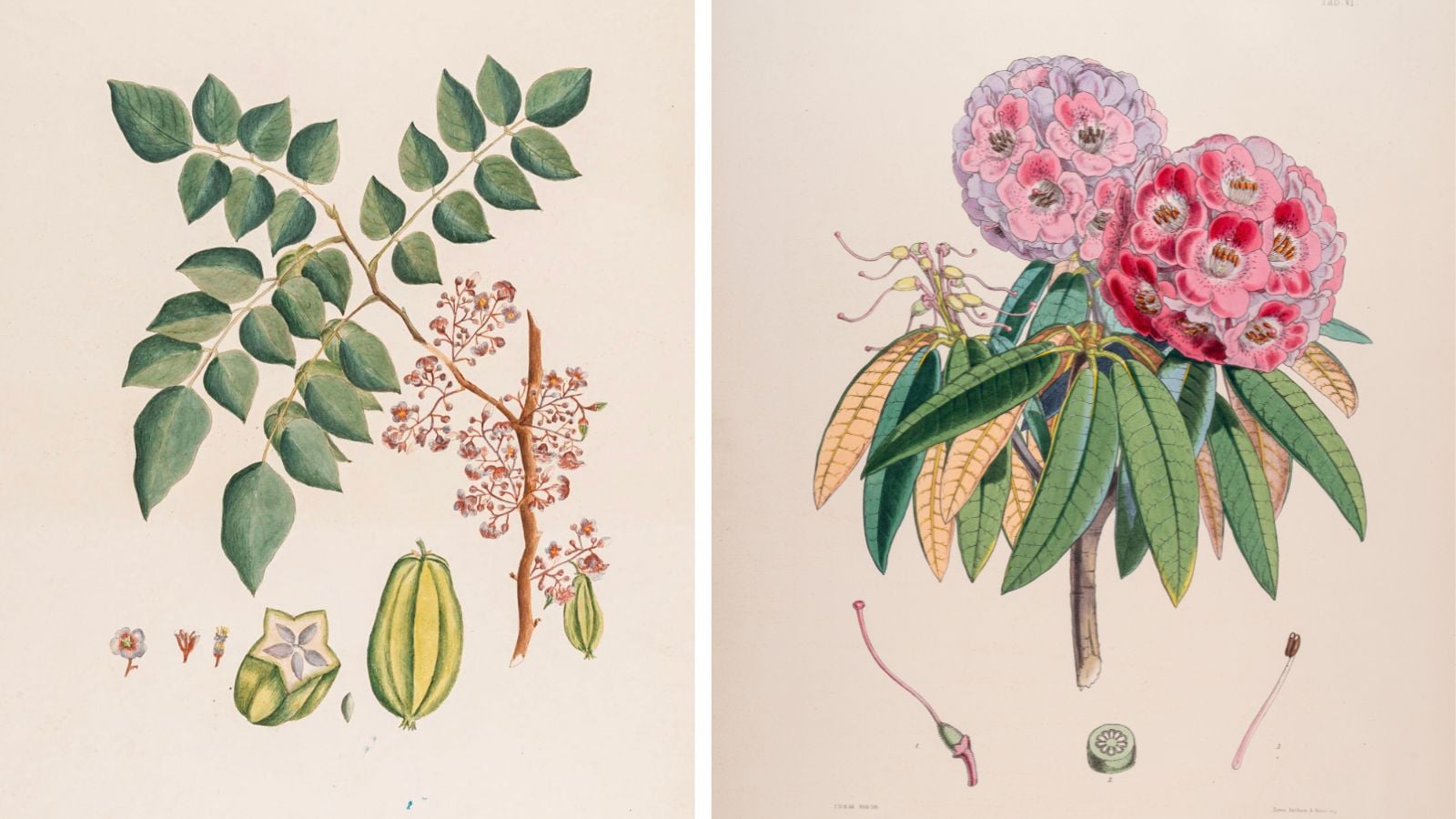 indianexpress.com - Express News Service - From avocados to acacia: Bengaluru MAP's new exhibit depicts realistic botanical art and how it evolved during colonial times