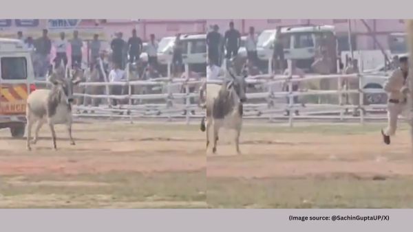 For a short period, the helipad turns chaotic as officers rush to avoid the bull while also trying to regain control of the situation