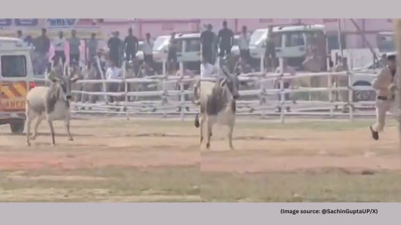 For a short period, the helipad turns chaotic as officers rush to avoid the bull while also trying to regain control of the situation