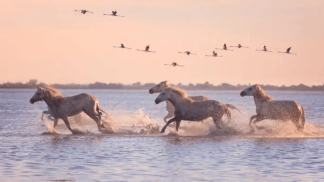 animals
