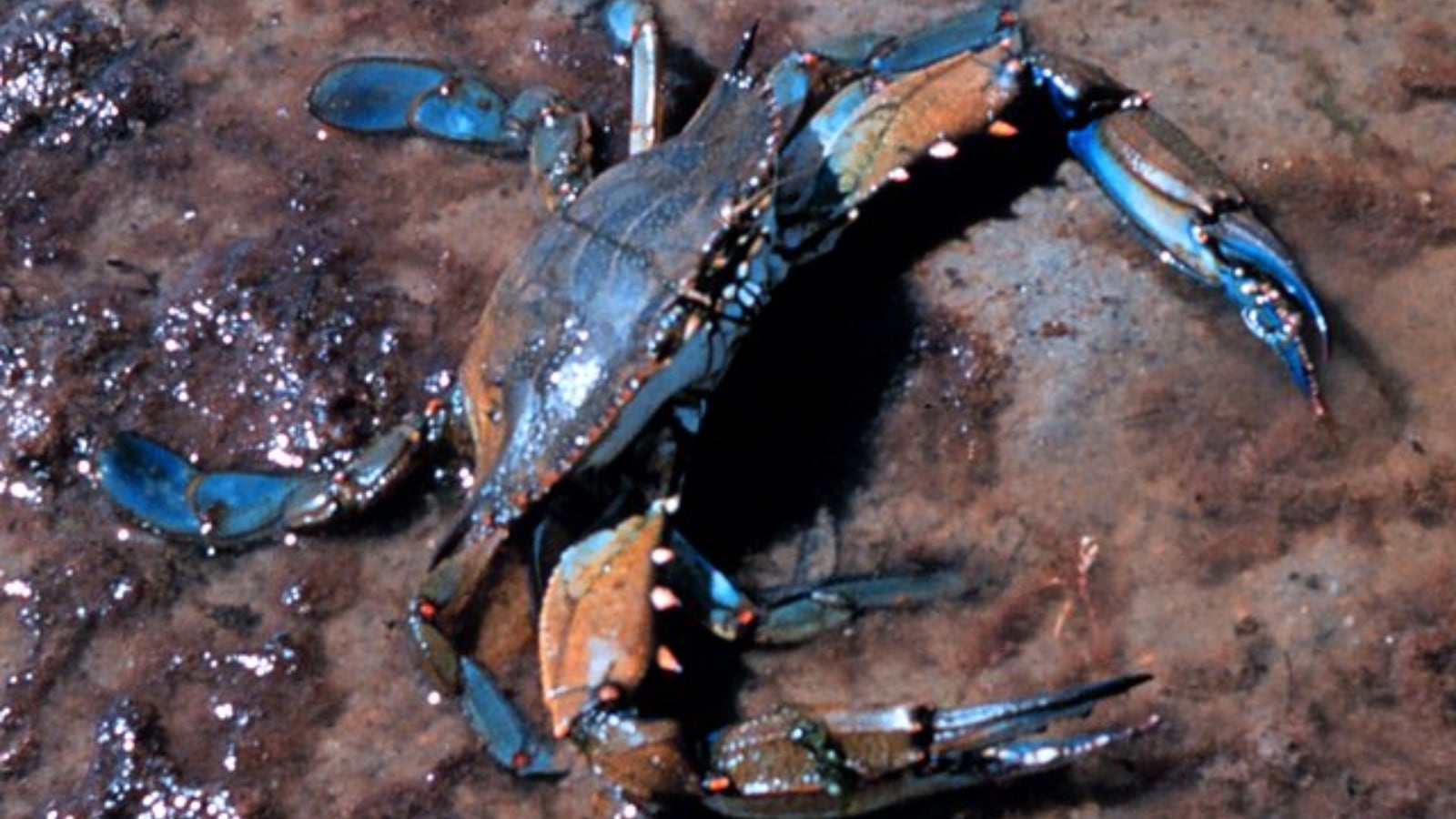 Nature’s top 6 crab hotspots