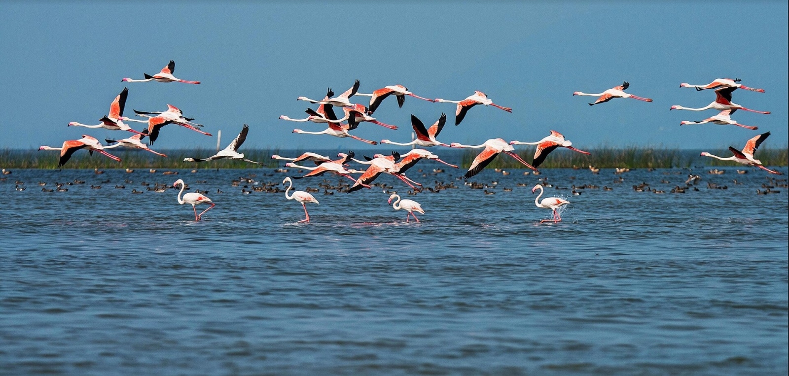 Chilika Lake