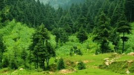 Himachal amends HPLP Act provisions to allow felling of infested chir pines outside 10-year plan