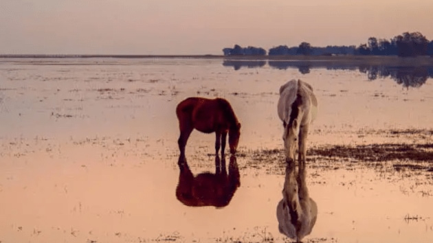 animals