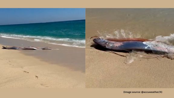 Oarfish can grow to more than 30 feet in length