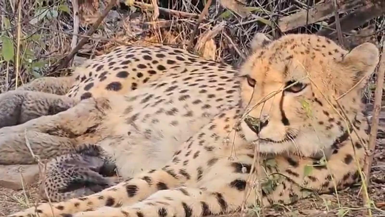 Fractured bones to amputations: How Kuno’s now-thriving cheetah programme was kept alive