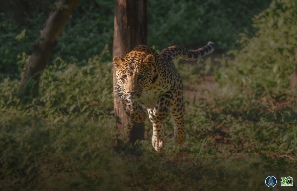 Due to his image as the most adorable and lovable cub after his arrival at the centre, Simba has also become one of the most famous leopards in MLRC