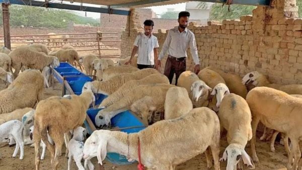 Mansa residents Sikandar and Jaswinder Singh leveraged their degrees to launch Punjab Sheep Farm in 2021, choosing the high-yield Jamunapari breed to build a thriving agricultural enterprise. (Express)