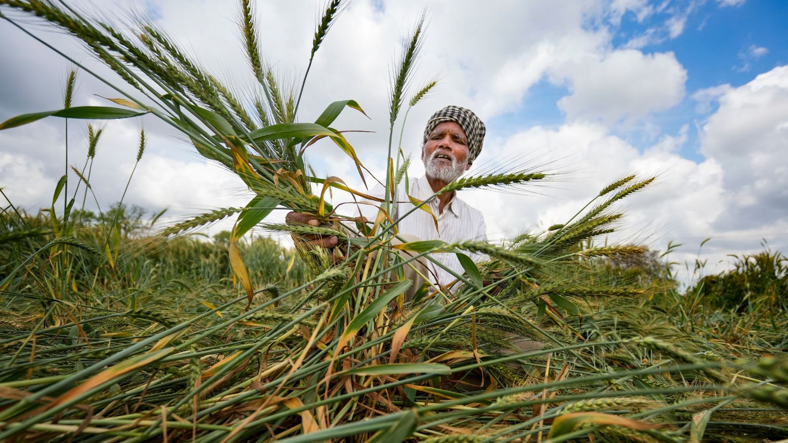 Timely March rain rescues Punjab wheat crop, raises bumper harvest hope