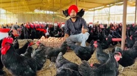 Punjab Poultry King, Punjab Poultry King visa rejection, visa rejection turned a Patiala man into Punjab Poultry King, Jalandhar, Jashanpreet Singh, Indian express news, current affairs