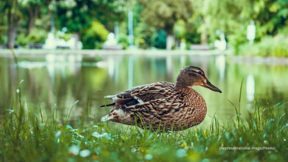 Larger or impure pieces of gold can sometimes cause intestinal blockages or poisoning in both humans and animals