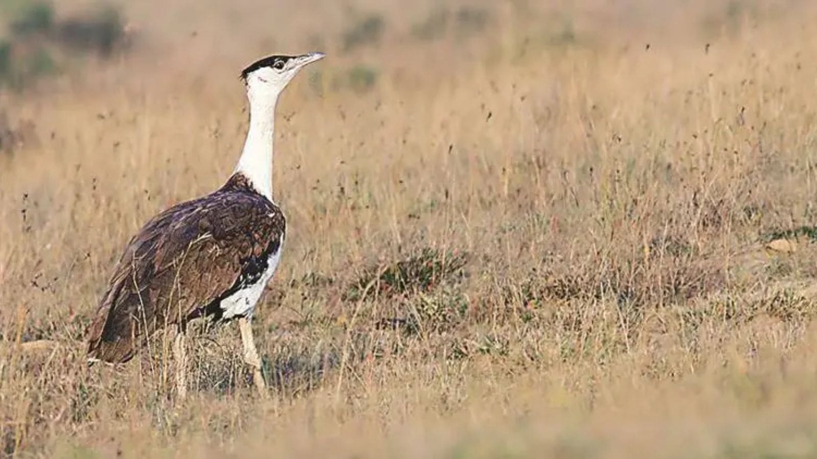 A 770-km race against time: How a ‘jump-start’ miracle brought the first Great Indian Bustard chick to Gujarat in a decade