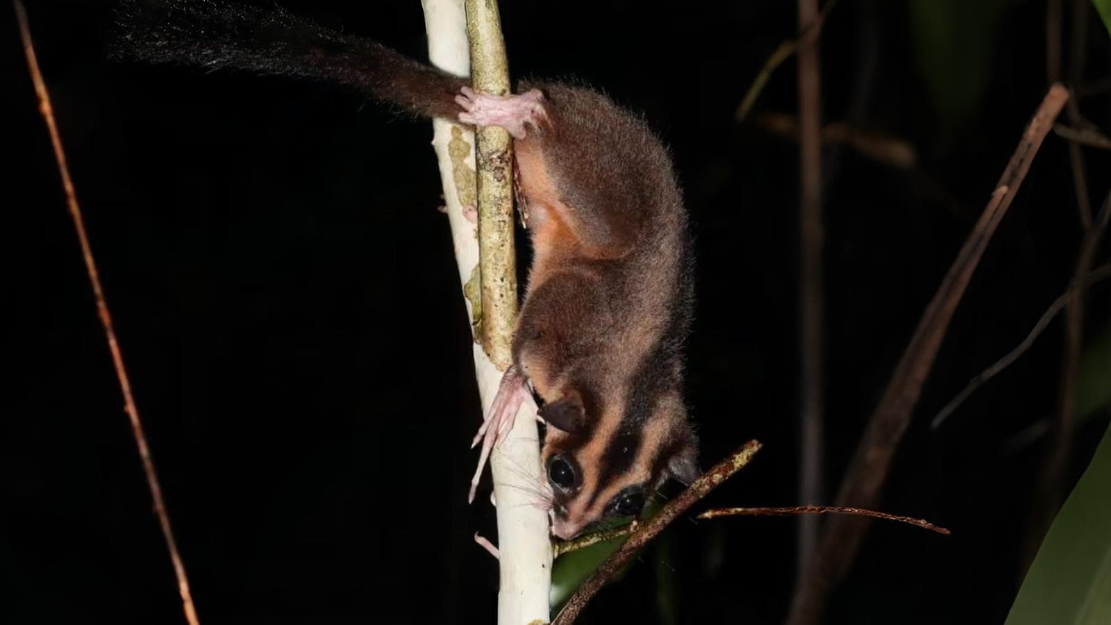 Lost for 6,000 years: ‘Extinct’ marsupials found alive in New Guinea forests