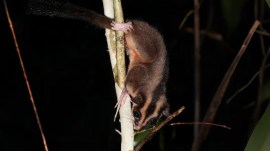 The breakthrough came after years of research and collaboration with the Indigenous communities who live in the Vogelkop Peninsula of Papua. (Image: X/Hugo)