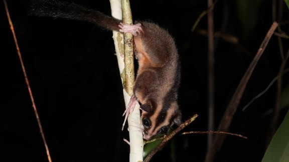 The breakthrough came after years of research and collaboration with the Indigenous communities who live in the Vogelkop Peninsula of Papua. (Image: X/Hugo)