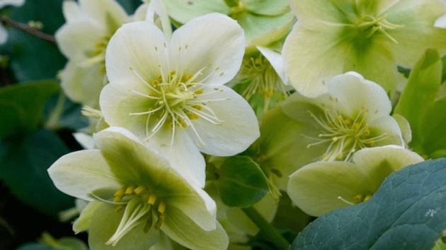 flowers