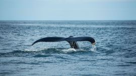 The whales produce extremely high levels of a protein linked to DNA repair—far more than what is seen in humans. (Image.for representation: Freepik)