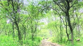 The initiative comes in the wake of recurring incidents involving old and structurally compromised trees in Chandigarh, which have taken a heavy toll during the monsoon.