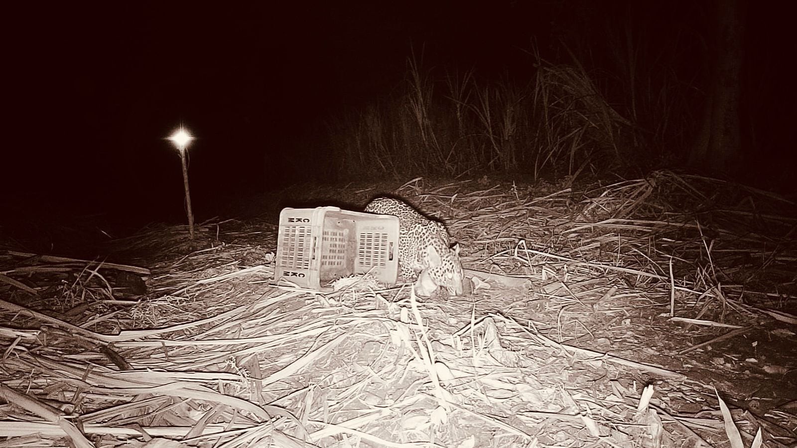 3 newborn leopard cubs spotted in his field, Surat sugarcane farmer ‘pauses’ work for 3 days: ‘Did not want mother leopard to be separated from them’