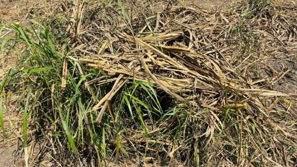 The farm labourers had spotted three leopard cubs in a shelter made of sugarcane bushes.
