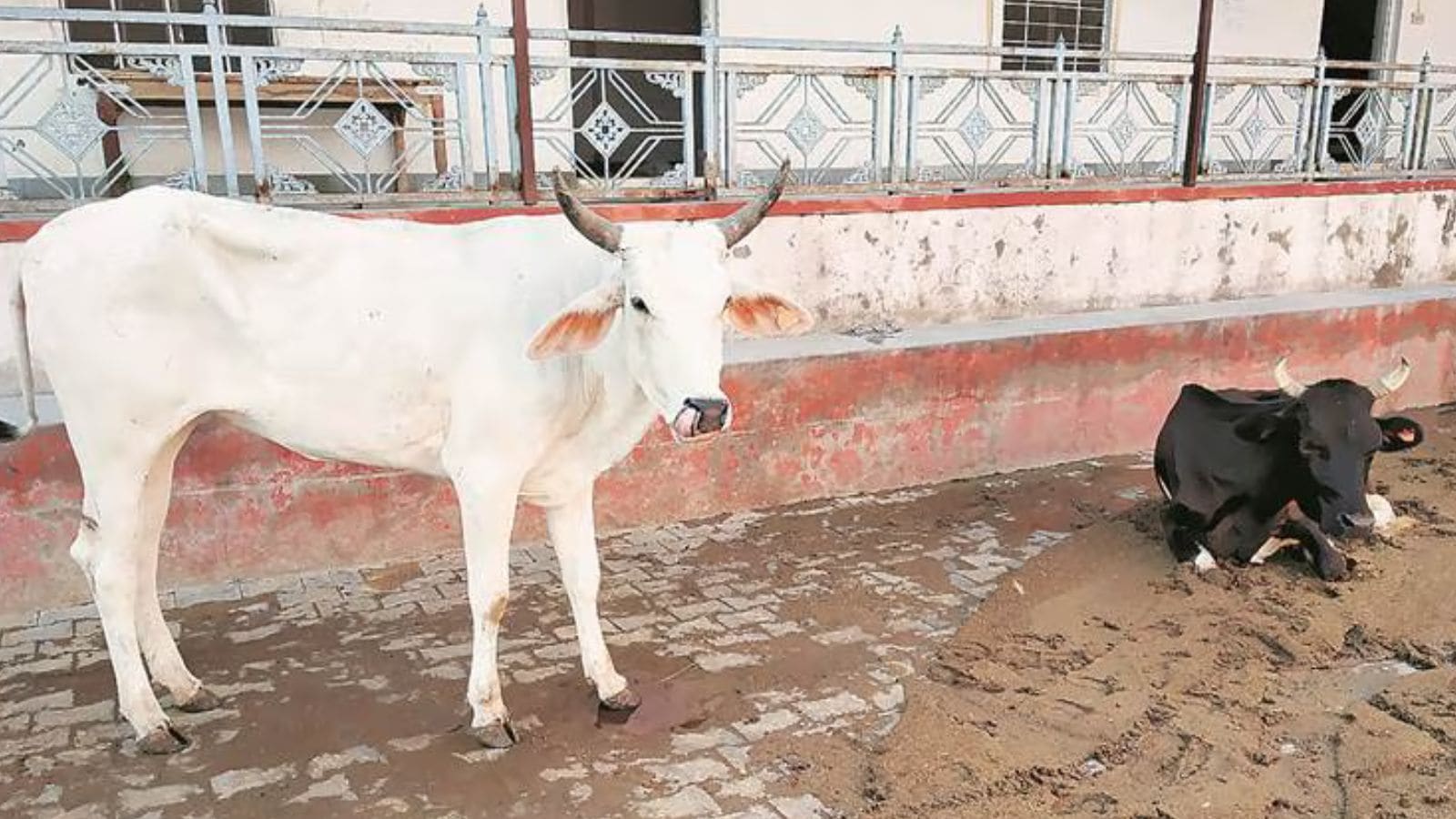Two cow vigilantes held in Pune for assaulting truck driver, forcing him to eat cow dung