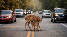 IIT Madras viral video deer