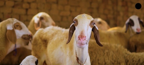 Mansa’s Sikandar and Jaswinder Singh have scaled their sheep farm to 200 animals valued at ₹50 lakh, recovering their initial investment in just 18 months through strategic breeding and sales.