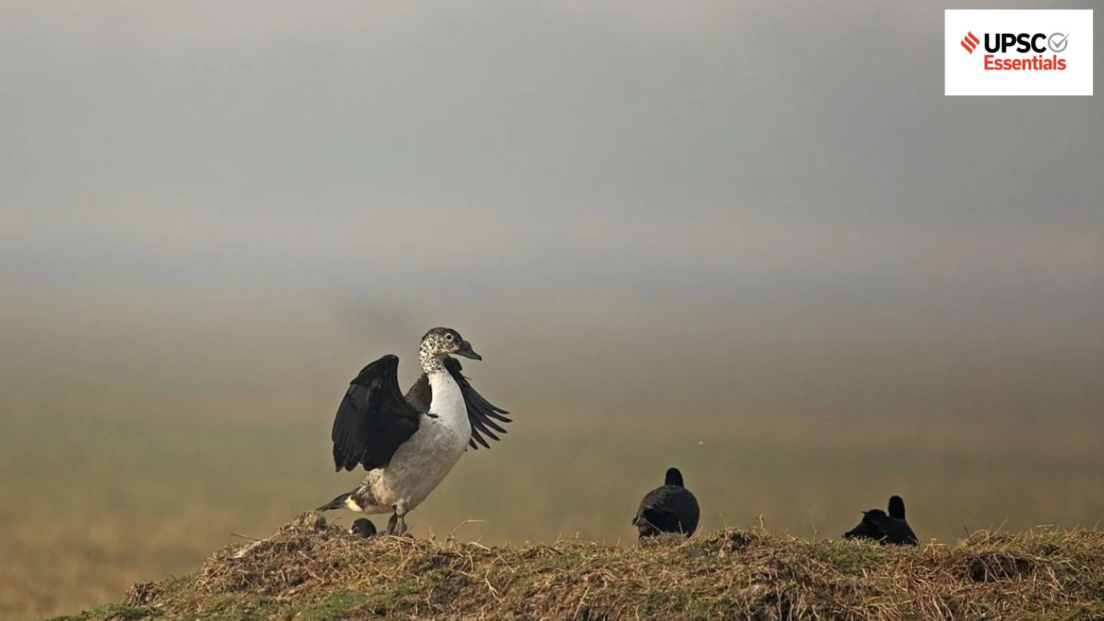 UPSC Essentials | Daily subject-wise quiz : Environment and Geography MCQs on Indian wetlands for migratory birds, India’s carbon dioxide emissions and more (Week 155)