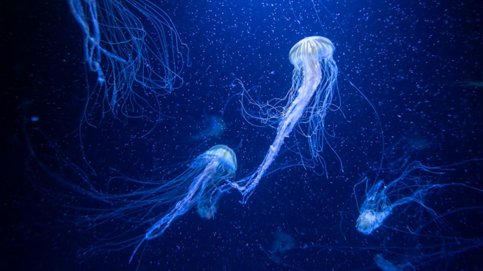 Why deep sleep is a luxury some species can’t afford