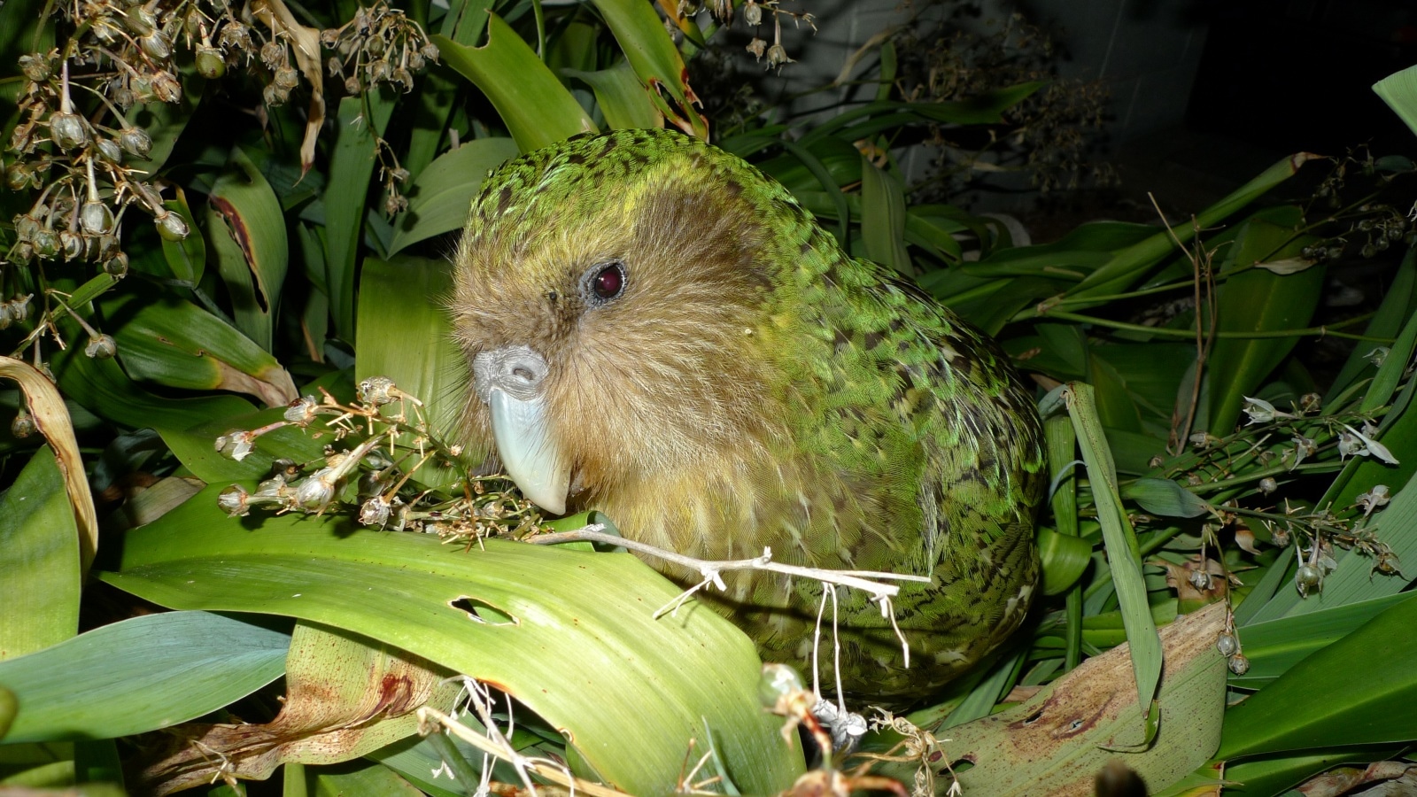 Everything about the Kākāpō: The world’s heaviest parrot that forgot how to fly