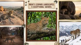 Leopard Safari