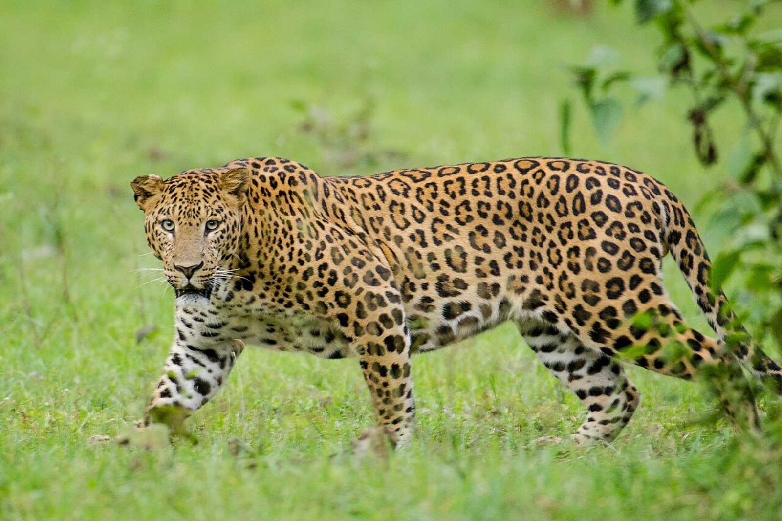 An Indian leopard