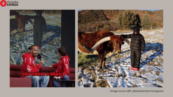 Lewis Hamilton cow Max