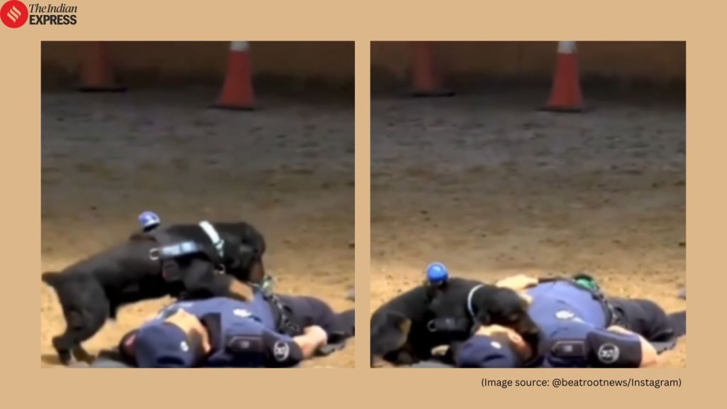 Madrid police dog Paco’s ‘CPR’ training drill video goes viral online