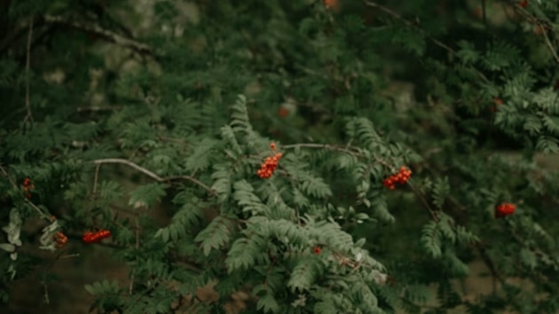 nature
